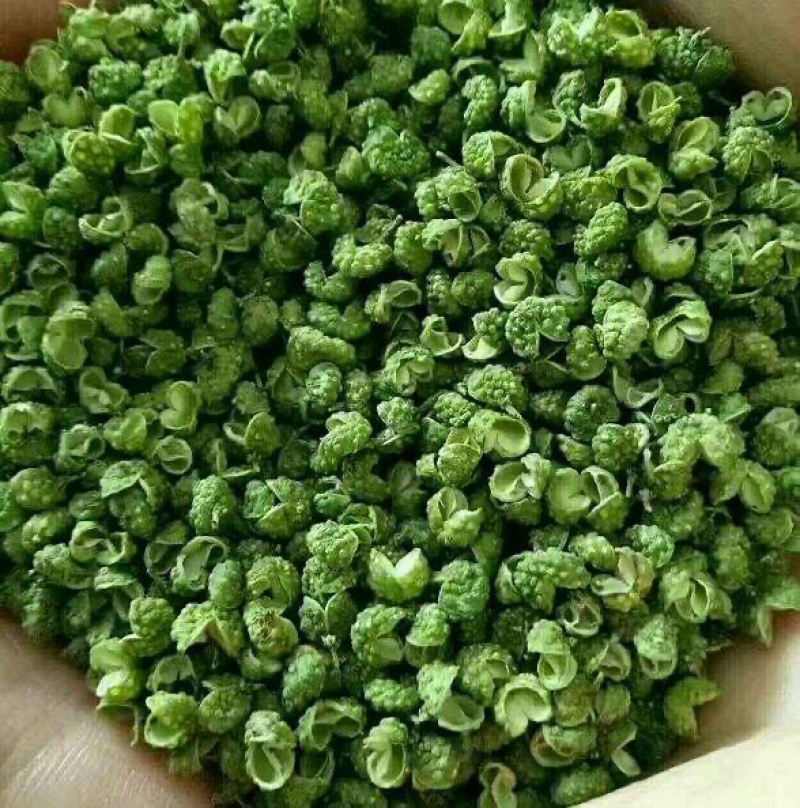 花椒苗，藤椒无刺嫁接杯苗