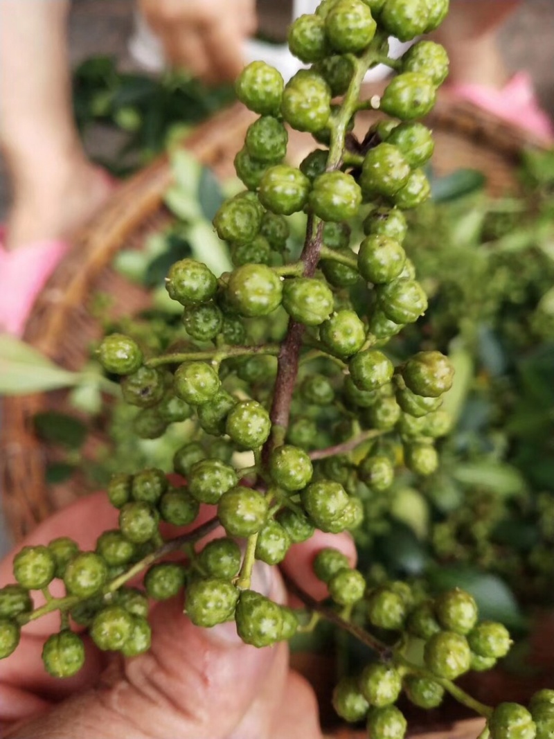 花椒苗，藤椒无刺嫁接杯苗