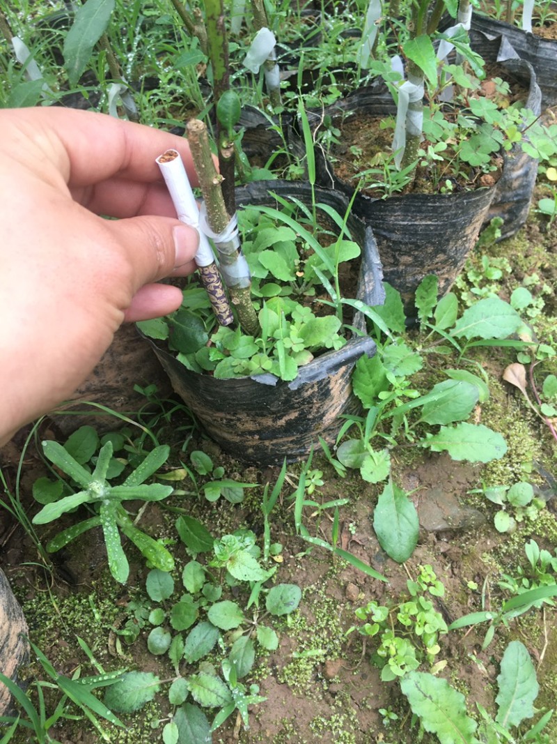 花椒苗，藤椒无刺嫁接杯苗