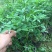 花椒苗，藤椒无刺嫁接杯苗