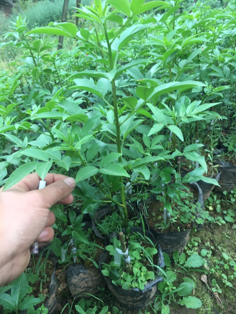 花椒苗，藤椒无刺嫁接杯苗