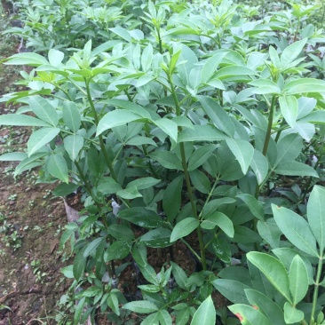 花椒苗，藤椒无刺嫁接杯苗