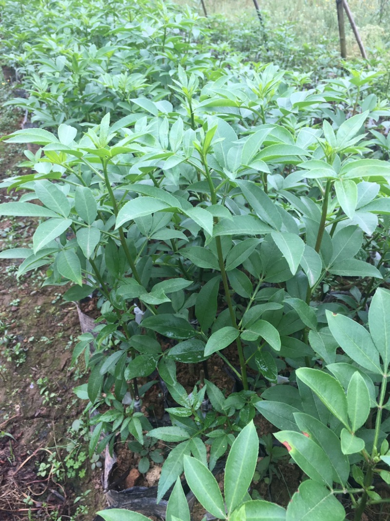花椒苗，藤椒无刺嫁接杯苗