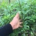 花椒苗，藤椒无刺嫁接杯苗