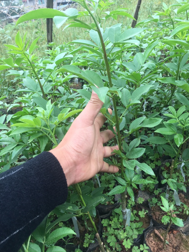 花椒苗，藤椒无刺嫁接杯苗