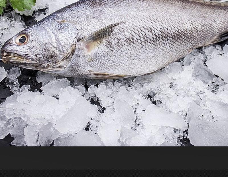 深海新鲜米鱼鲜活冷冻大米鱼海鲜海捕水产米鱼