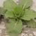 大量供应优质大田春白菜