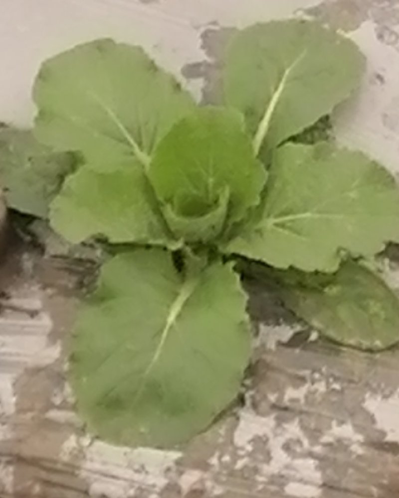 大量供应优质大田春白菜