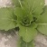 大量供应优质大田春白菜