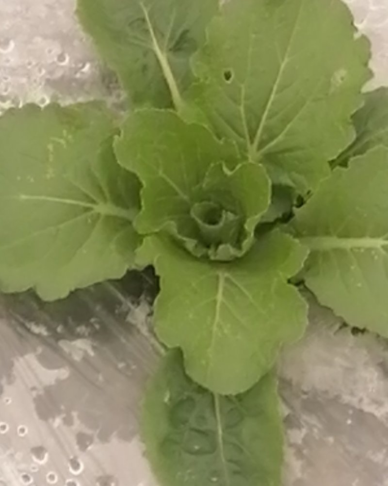 大量供应优质大田春白菜