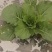 大量供应优质大田春白菜