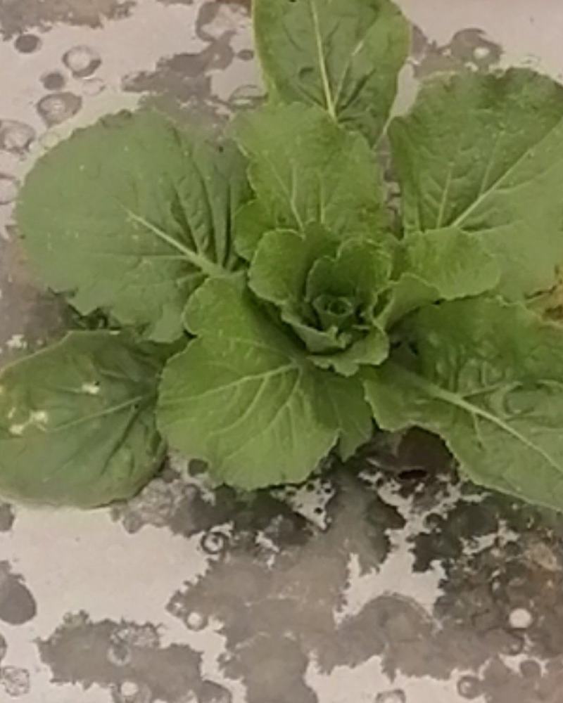 大量供应优质大田春白菜
