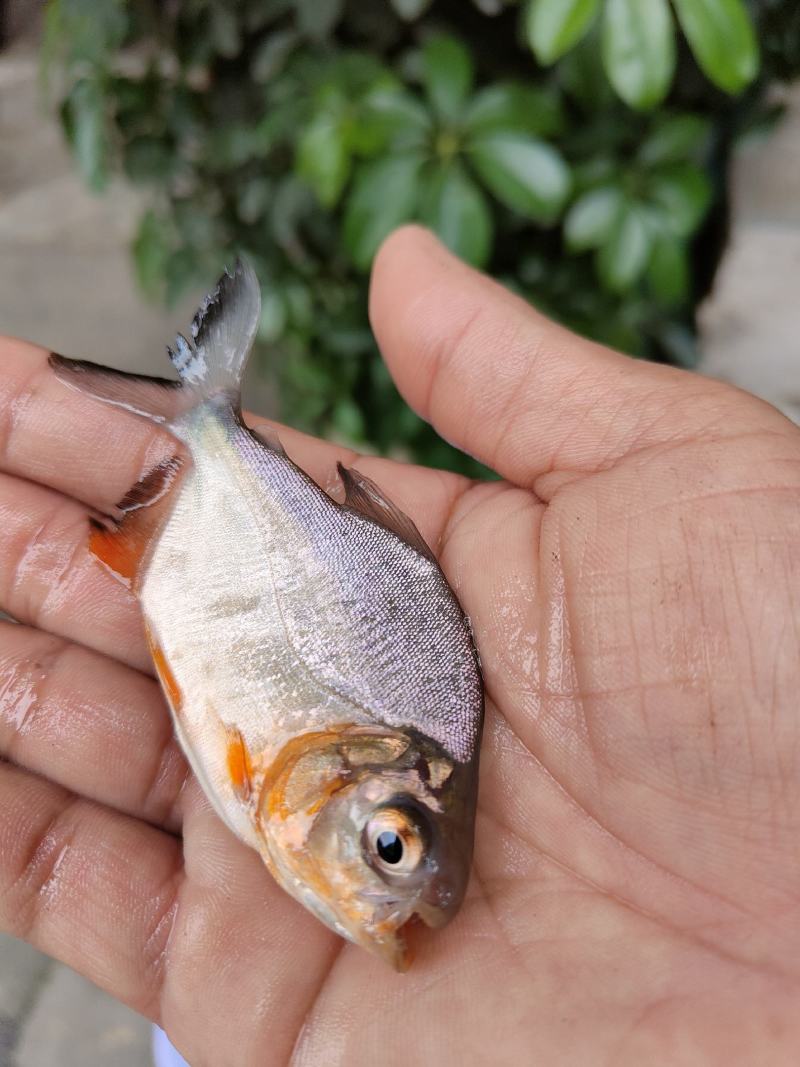 鲳鱼苗，供应各种大小规格鱼苗、欢迎了解订购、谢谢合作。