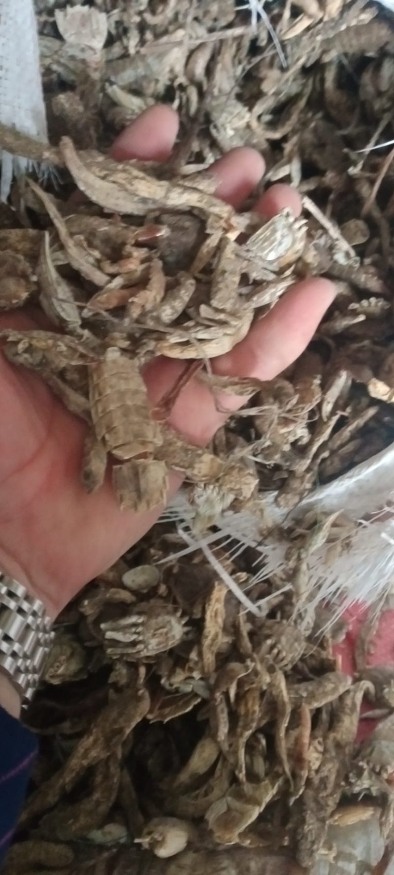 饲料用小杂鱼皮皮虾螃蟹鱼干鱼粉质优价廉