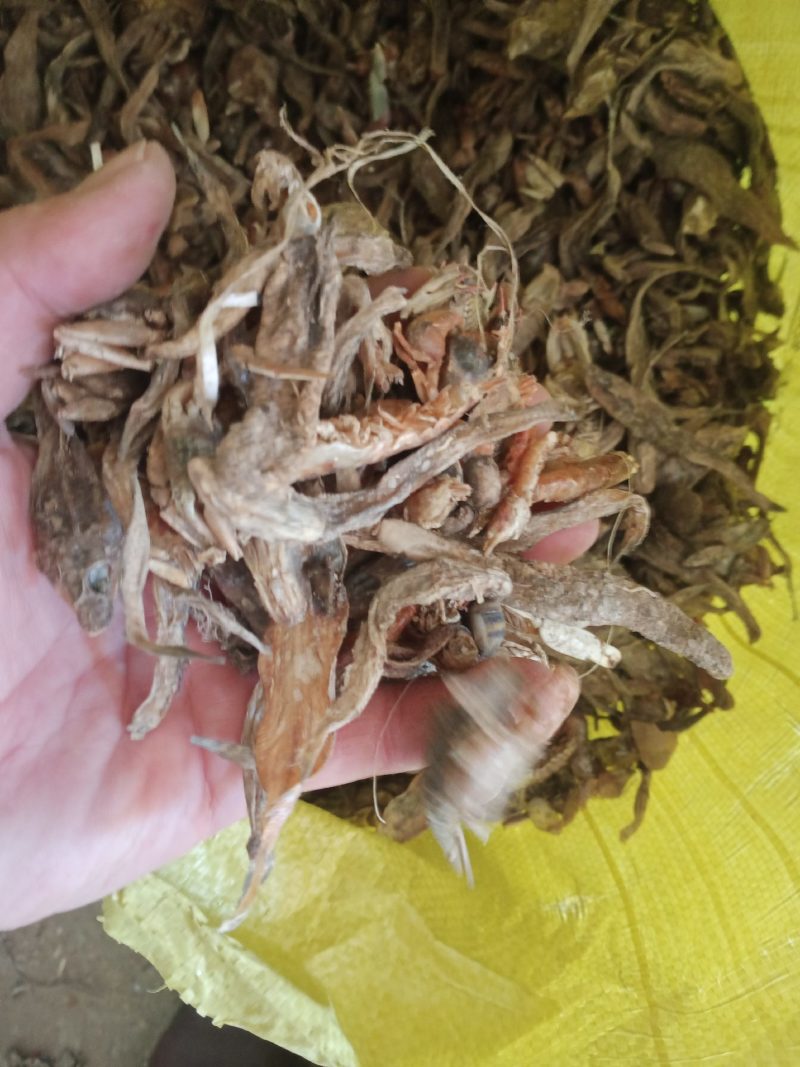 饲料用小杂鱼皮皮虾螃蟹鱼干鱼粉质优价廉
