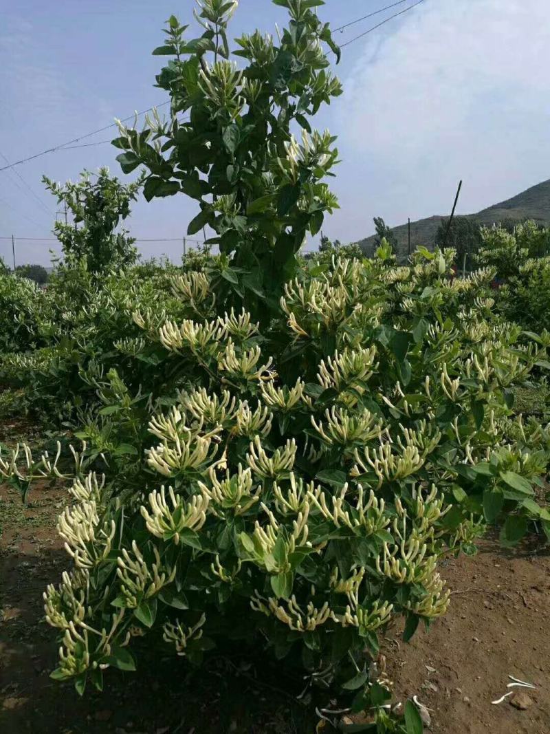 山东金银花优质金银花种苗。福東金银花种苗