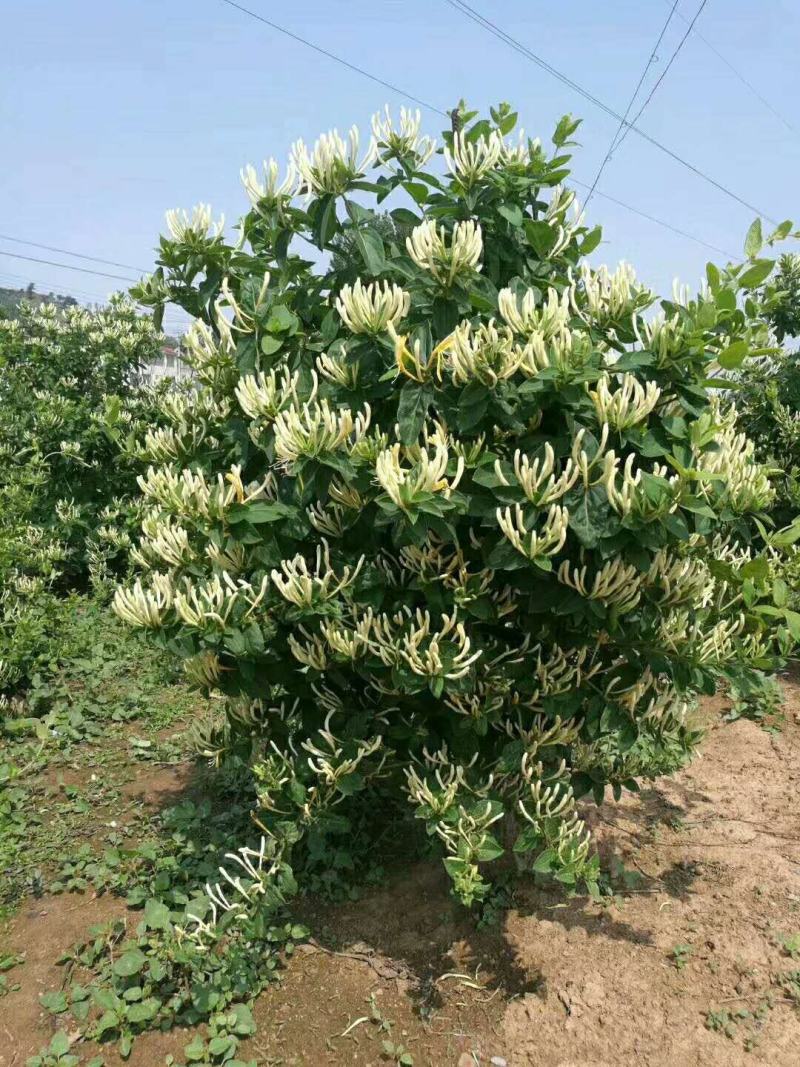 山东金银花优质金银花种苗。福東金银花种苗