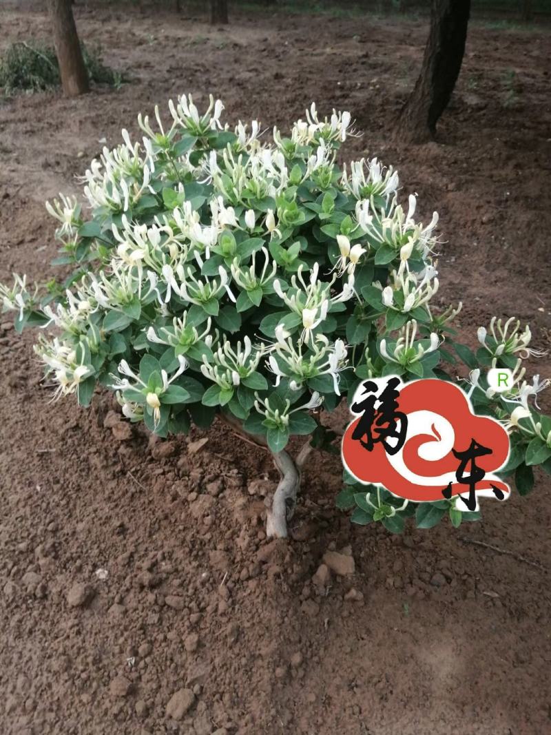 山东金银花优质金银花种苗。福東金银花种苗