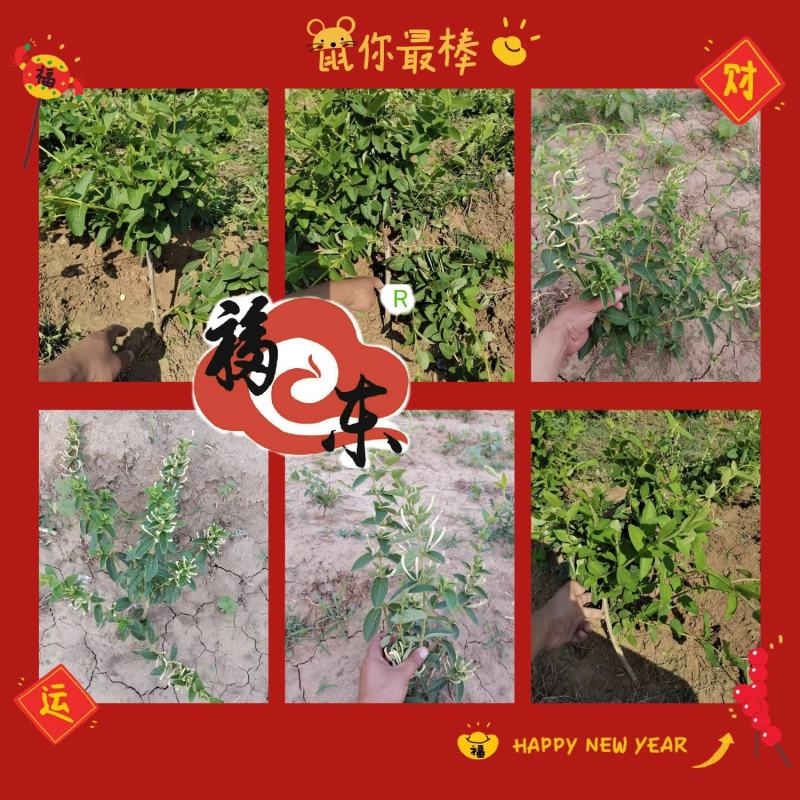 山东金银花优质金银花种苗。福東金银花种苗