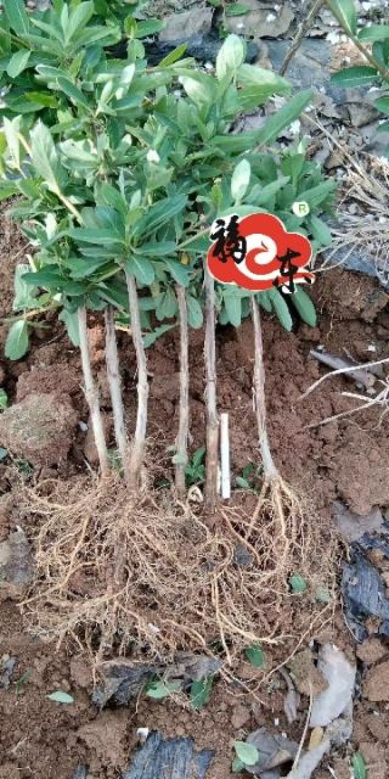 山东金银花优质金银花种苗。福東金银花种苗