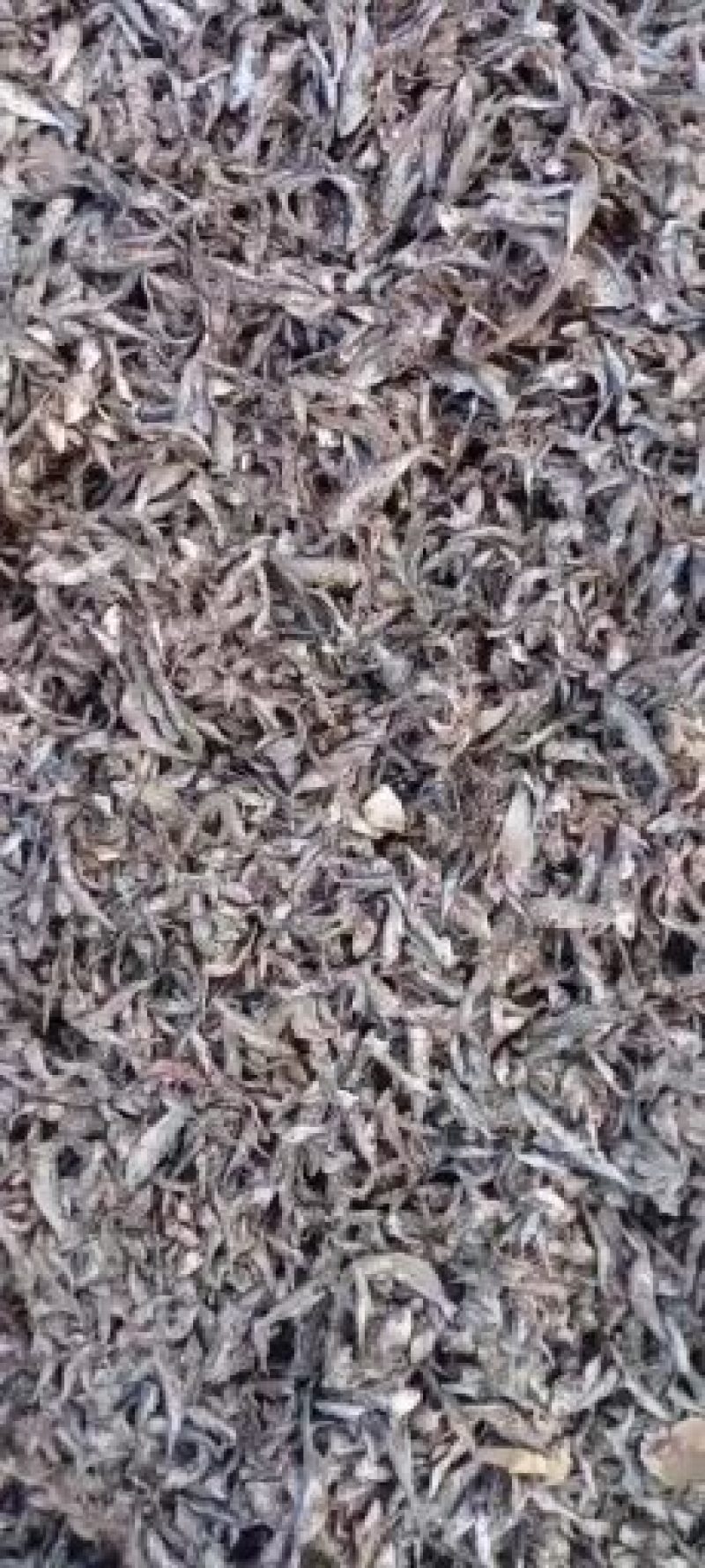 优质鱼干小杂鱼饲料鱼自然晾干质美价廉