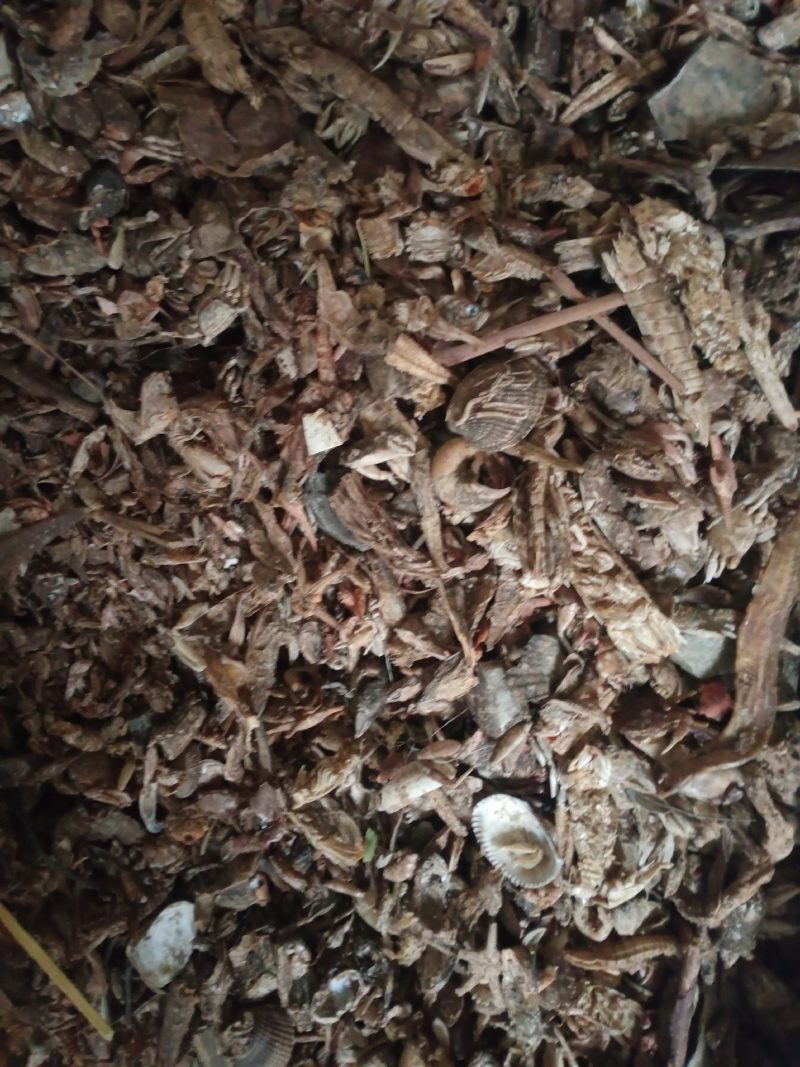 优质鱼干小杂鱼饲料鱼自然晾干质美价廉