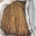 黄芩种苗，产地大货直供