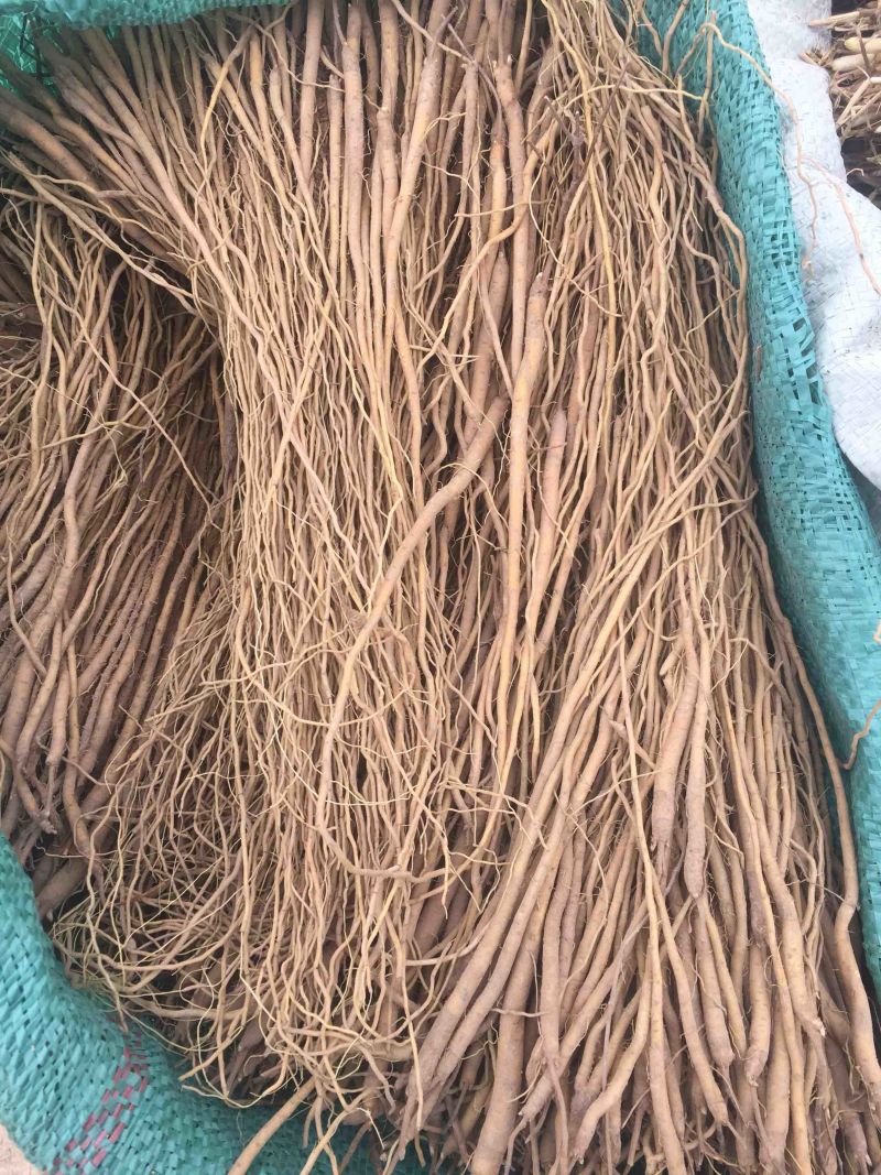 黄芩种苗，产地大货直供