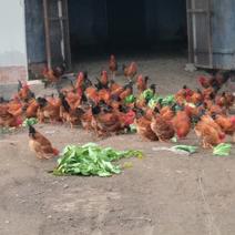 散养130天土公鸡，一年多正下蛋母鸡，价格美丽！