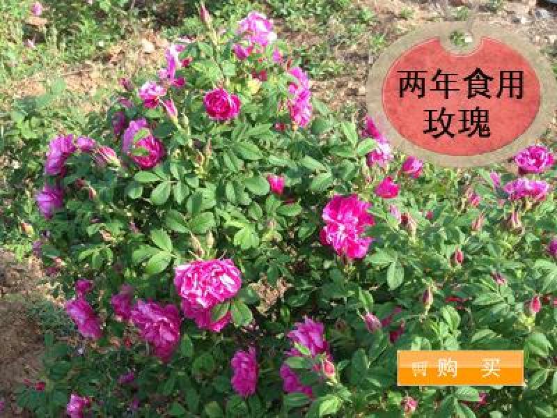丰花一号平阴玫瑰食用玫瑰药用玫瑰苗万亩玫瑰种植加