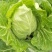 大量出售优质大田大头菜