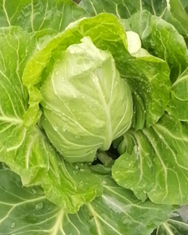 大量出售优质大田大头菜