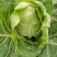大量出售优质大田大头菜