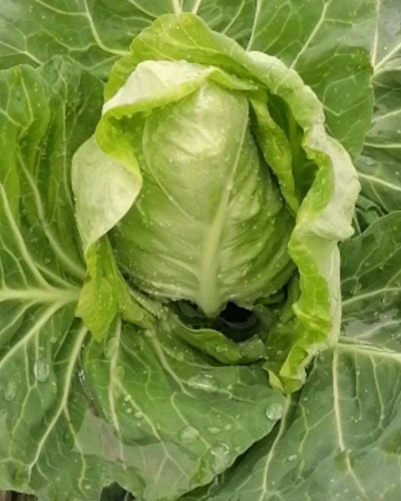 大量出售优质大田大头菜