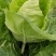 大量出售优质大田大头菜