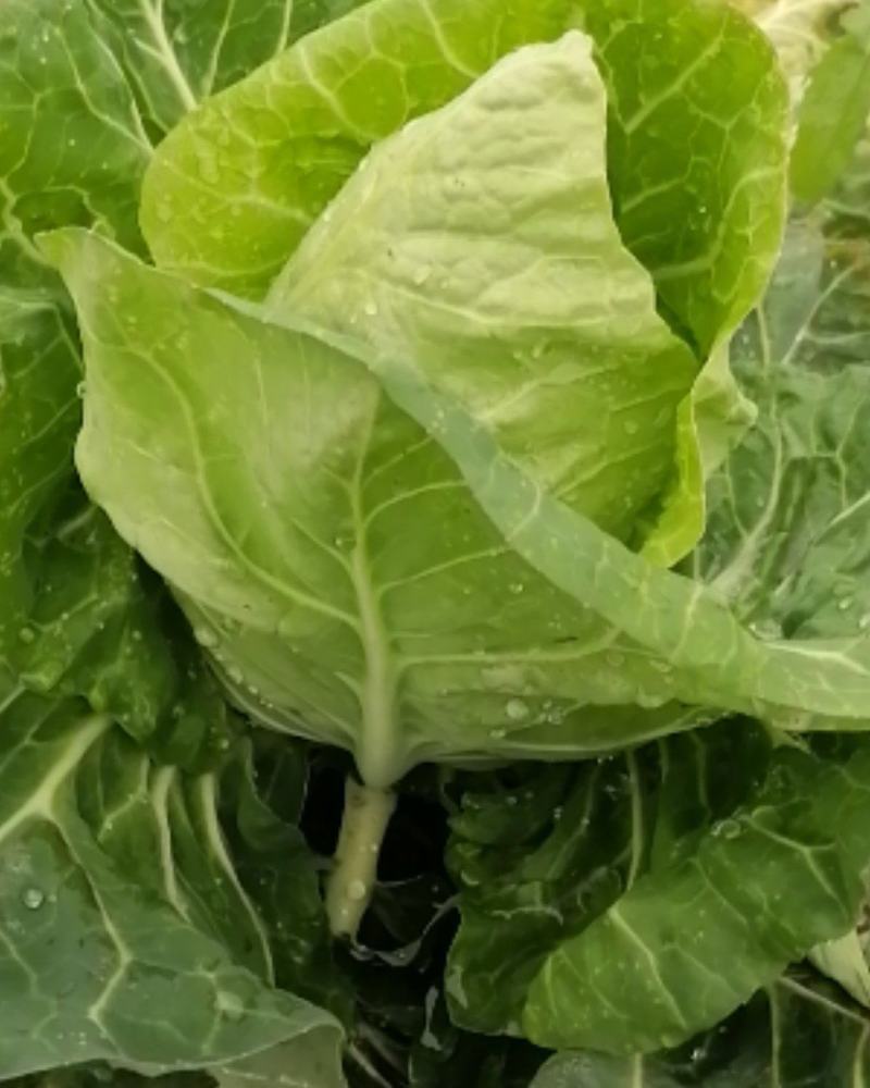 大量出售优质大田大头菜