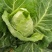 大量出售优质大田大头菜