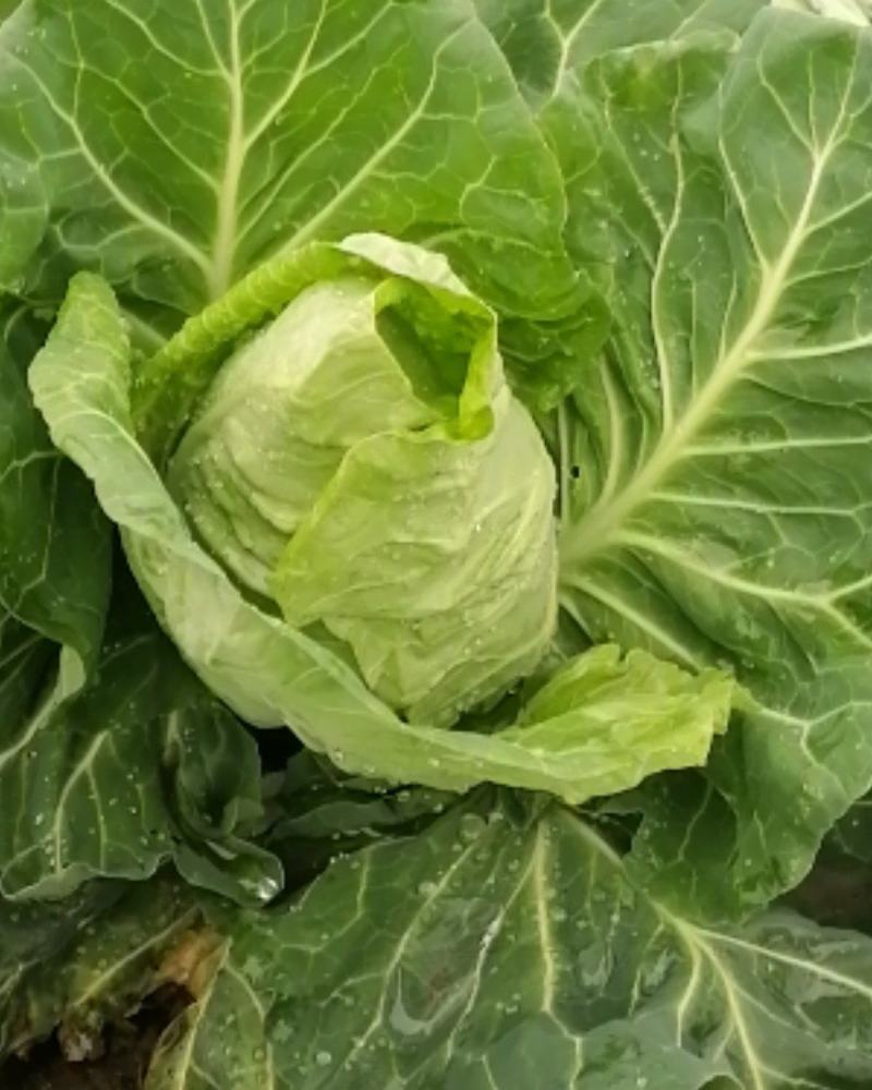 大量出售优质大田大头菜
