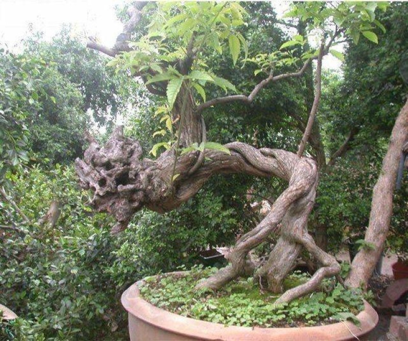 黄荆疙瘩黄荆树桩黄金树黄精疙瘩黄金疙瘩黄荆
