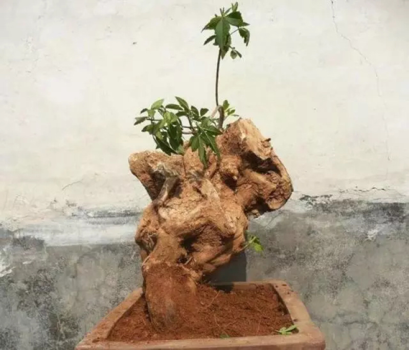 黄荆疙瘩黄荆树桩黄金树黄精疙瘩黄金疙瘩黄荆