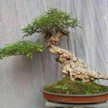 黄荆疙瘩黄荆树桩黄金树黄精疙瘩黄金疙瘩黄荆