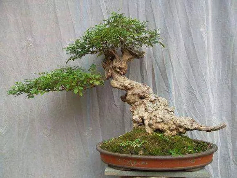 黄荆疙瘩黄荆树桩黄金树黄精疙瘩黄金疙瘩黄荆