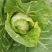 大量出售优质大田大头菜