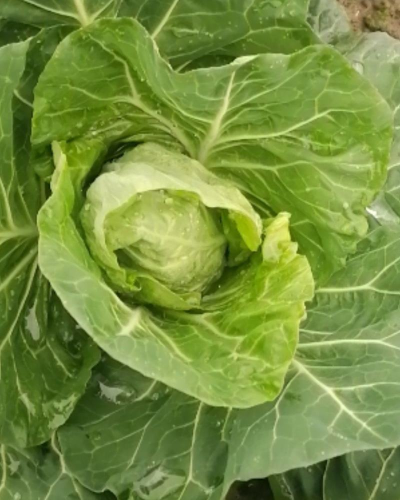 大量出售优质大田大头菜
