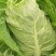 大量出售优质大田大头菜