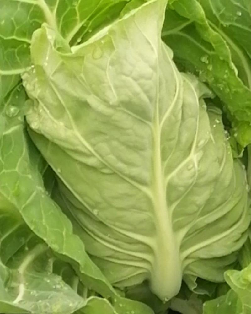 大量出售优质大田大头菜
