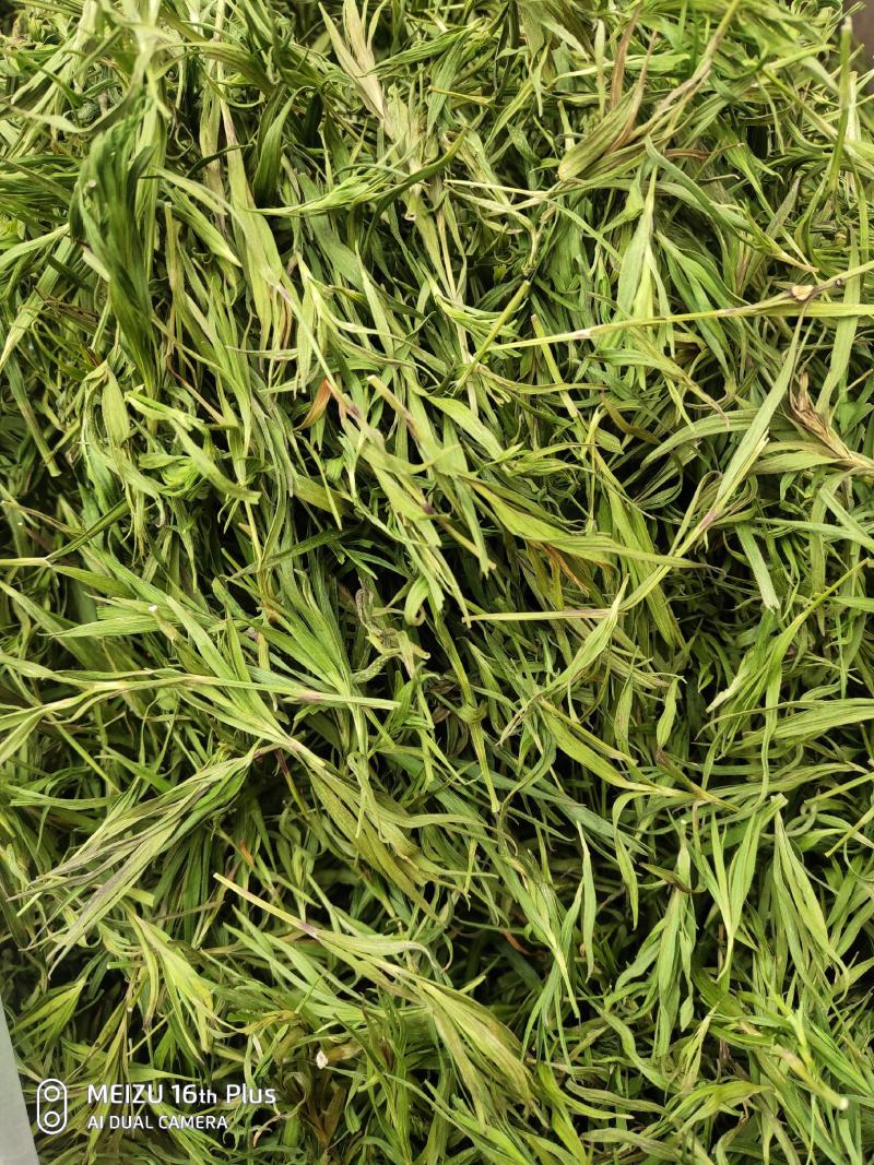 淡竹叶崂山石竹茶嫩芽去火绿茶中药材利四川同堂青竹叶