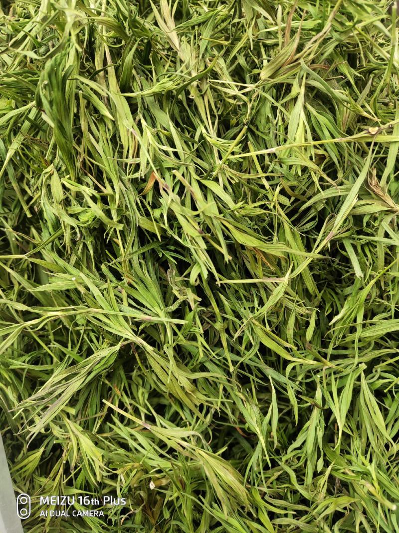 淡竹叶崂山石竹茶嫩芽去火绿茶中药材利四川同堂青竹叶