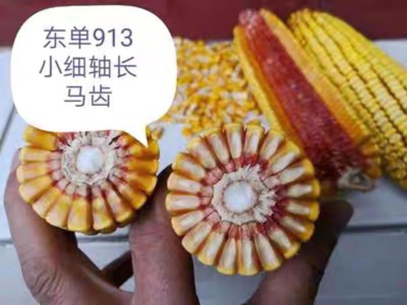 国审东单913，2000斤高产玉米种，高抗高产