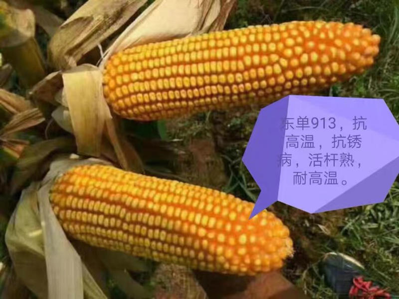 国审东单913，2000斤高产玉米种，高抗高产